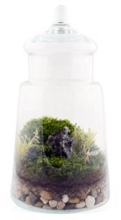 11" Fairy Terrarium