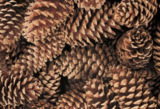 S/30 Cinnamon-Scented Pinecones