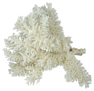 Large Natural Coral Specimen
