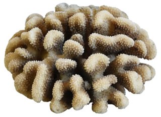 Natural Ocean Sea Brown Coral Specimen