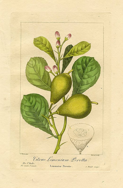 “Perette Lemon” by Pancrace Bessa, 1836.
